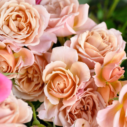 日本のバラを和風庭園に植えはじめたきっかけ ローズガーデンサロン